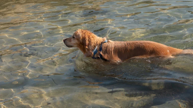 Podróż z psem nad morze – porady i miejsca przyjazne czworonogom