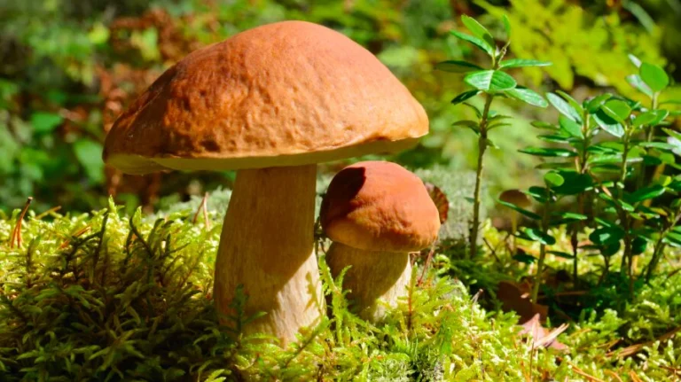 Grzyby i jagody w nadmorskim lesie – gdzie, kiedy, jak bezpiecznie