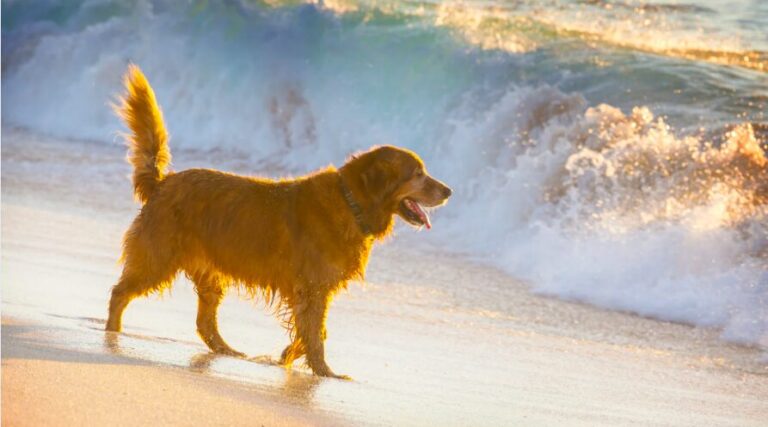 Spacer z psami po plaży zimą – co trzeba wiedzieć, zasady, przyjazne miejsca
